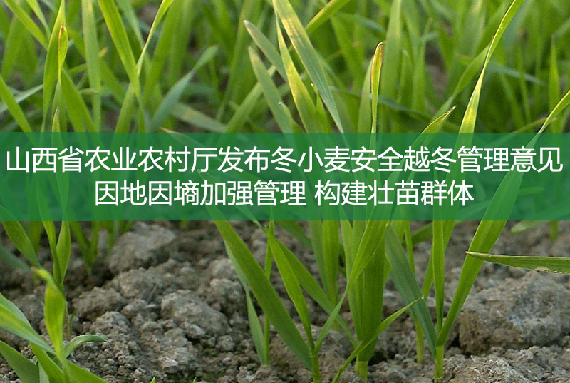 山西省農(nóng)業(yè)農(nóng)村廳發(fā)布冬小麥安全越冬管理意見 因地因墑加強(qiáng)管理 構(gòu)建壯苗群體