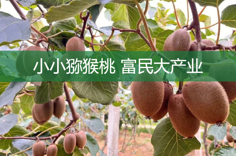 小小獼猴桃 富民大產業