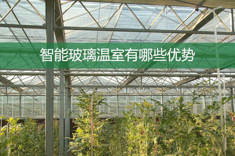 智能玻璃溫室有哪些優(yōu)勢