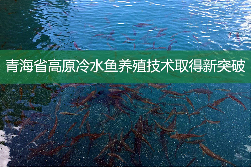 青海省高原冷水魚(yú)養(yǎng)殖技術(shù)取得新突破