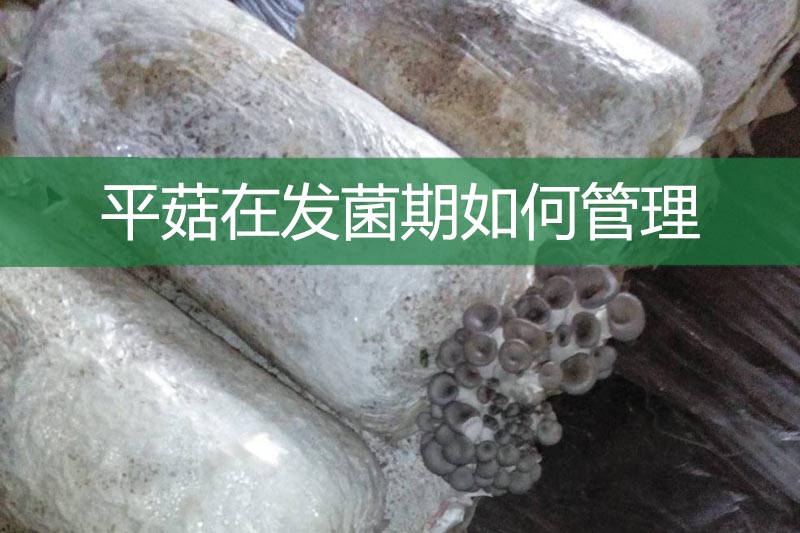 平菇在發菌期如何管理?