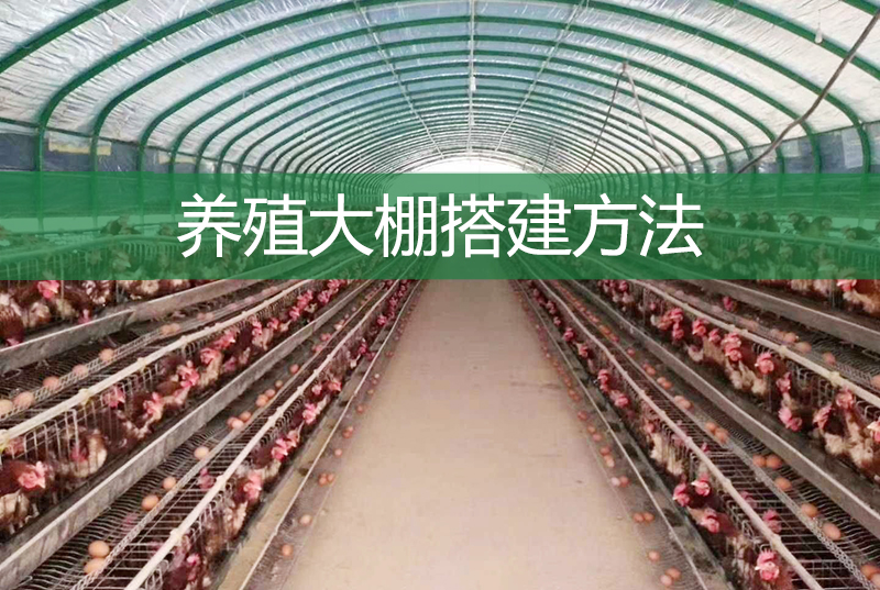 養(yǎng)殖大棚搭建方法 