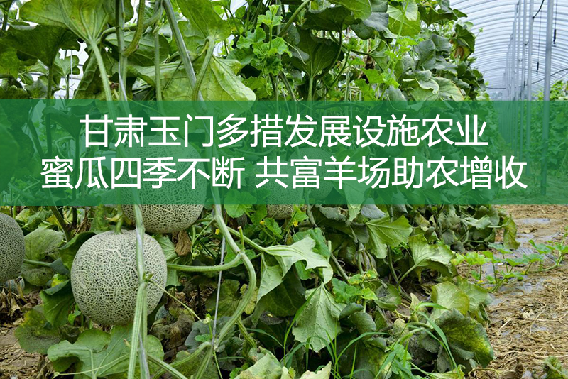 甘肅玉門(mén)多措發(fā)展設(shè)施農(nóng)業(yè) 蜜瓜四季不斷 共富羊場(chǎng)助農(nóng)增收