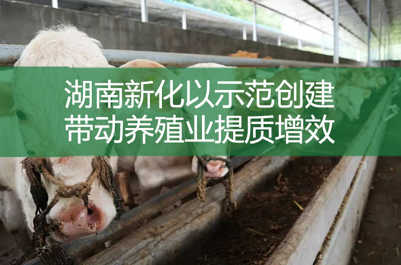 湖南新化以示范創建帶動養殖業提質增效