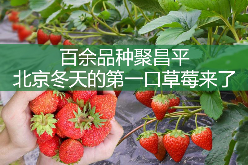 百余品種聚昌平 北京冬天的第一口草莓來了
