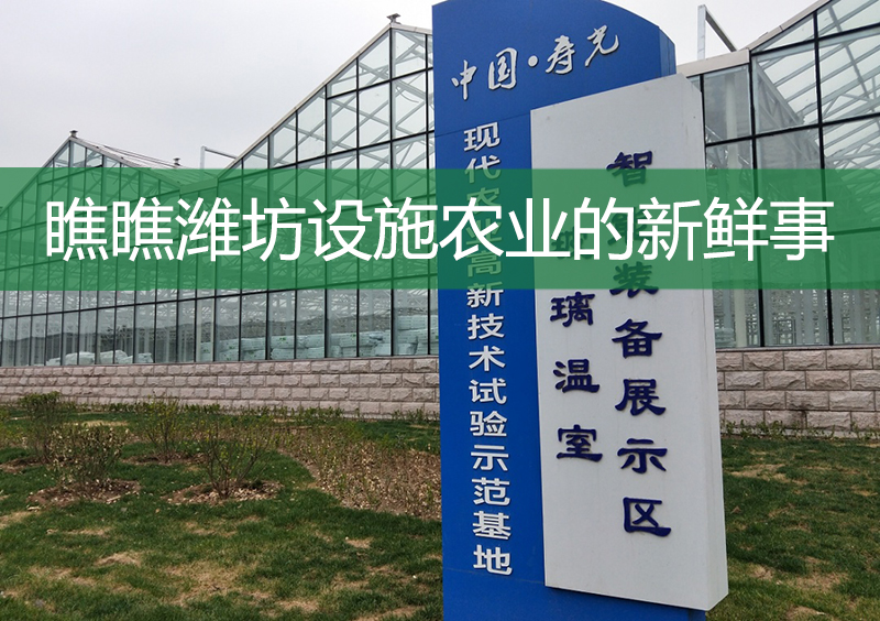 瞧瞧濰坊設(shè)施農(nóng)業(yè)的新鮮事