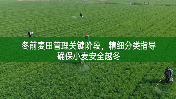 冬前麥田管理關(guān)鍵階段,精細(xì)分類指導(dǎo)確保小麥安全越冬