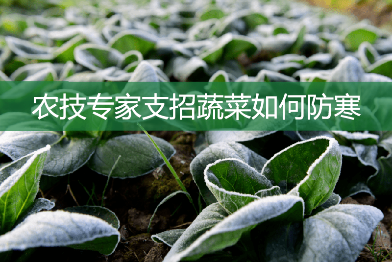 農技專家支招蔬菜如何防寒