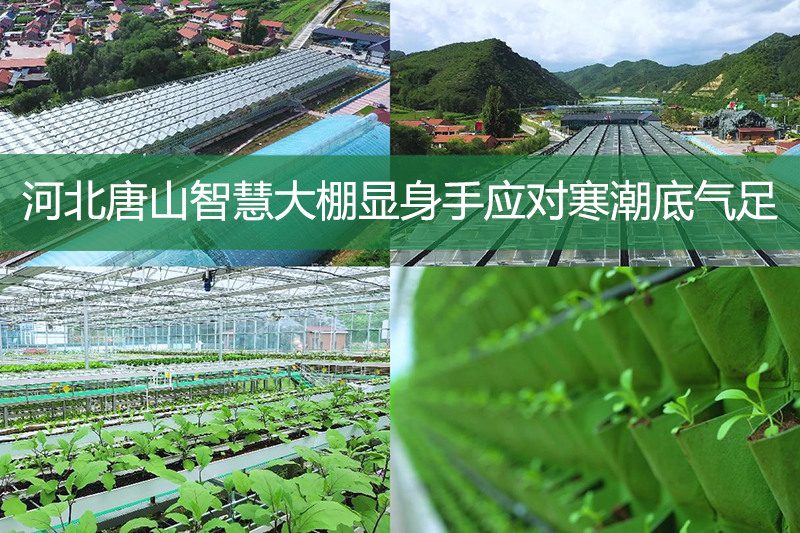 河北唐山智慧大棚顯身手應對寒潮底氣足