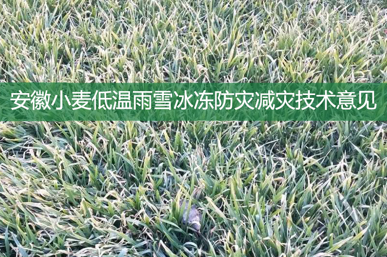 安徽小麥低溫雨雪冰凍防災減災技術意見