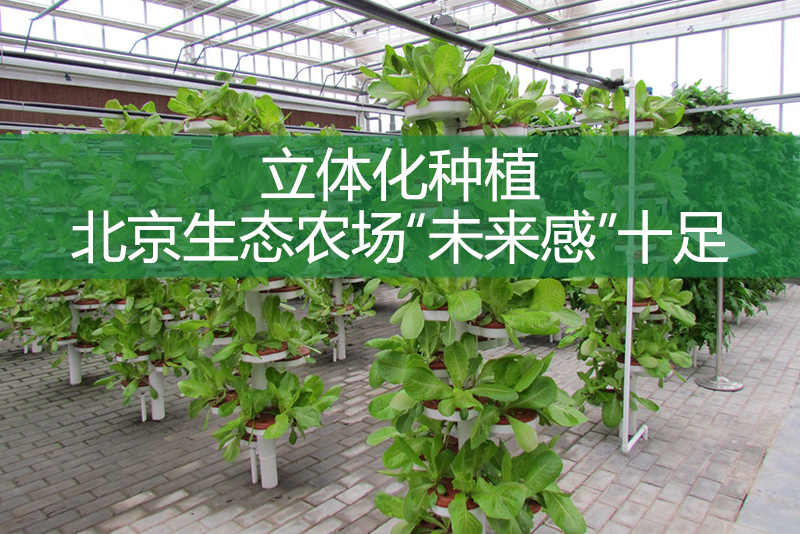 立體化種植，北京生態農場“未來感”十足