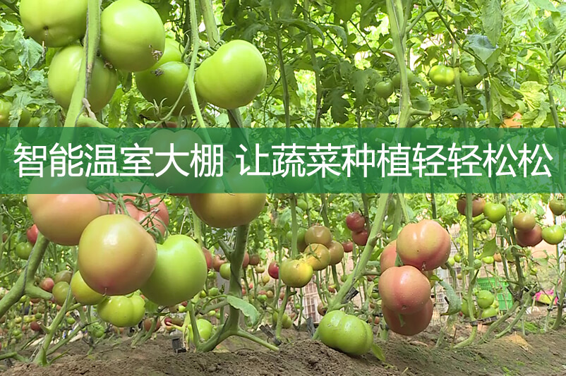 智能溫室大棚，讓蔬菜種植輕輕松松