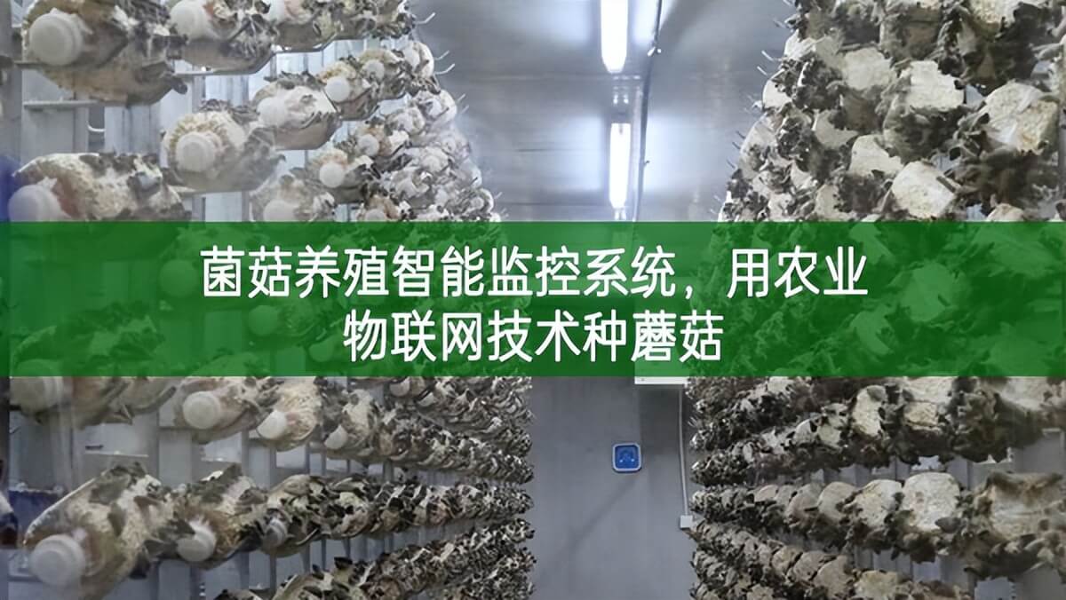 菌菇養殖智能監控系統，用農業物聯網技術種蘑菇