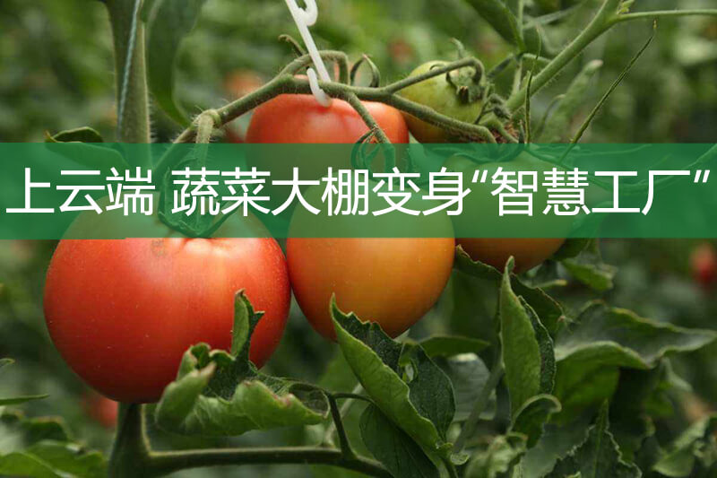 上云端，蔬菜大棚變身“智慧工廠”