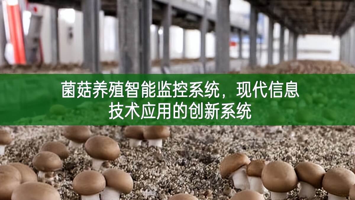 菌菇養殖智能監控系統，現代信息技術應用的創新系統