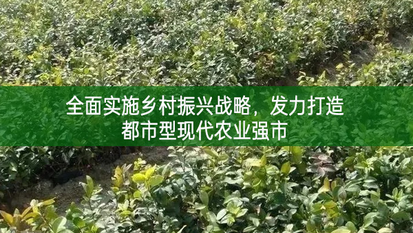 全面實施鄉村振興戰略，發力打造都市型現代農業強市