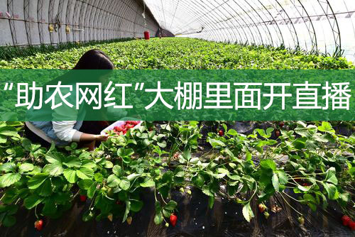 “助農網紅”大棚里面開直播