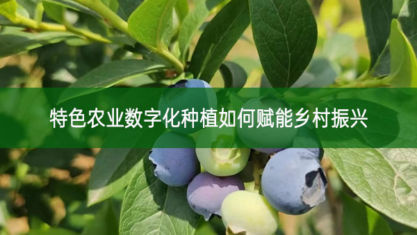 特色農業數字化種植如何賦能鄉村振興