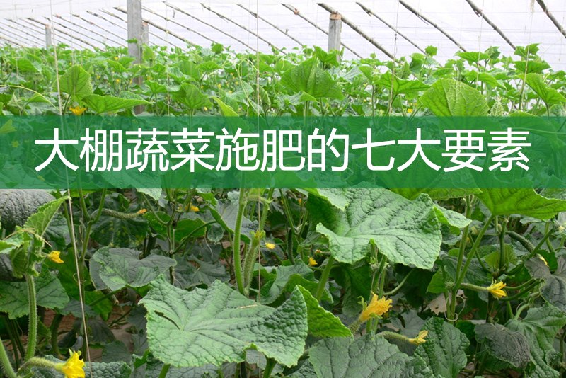 大棚蔬菜施肥的七大要素