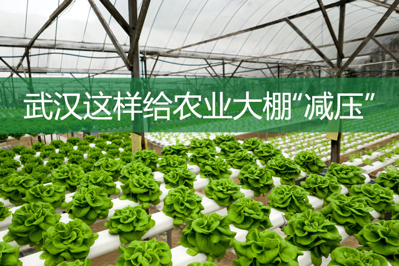 武漢這樣給農業大棚“減壓”