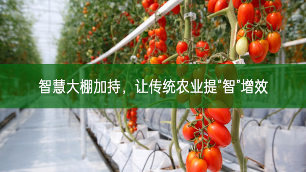 智慧大棚加持，讓傳統農業提“智”增效