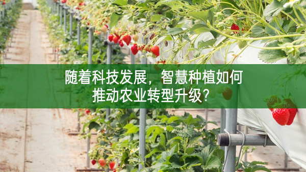 隨著科技發展，智慧種植如何推動農業轉型升級？