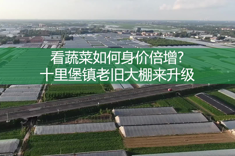 看蔬菜如何身價(jià)倍增?十里堡鎮(zhèn)老舊大棚來(lái)升級(jí)