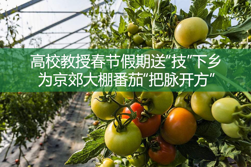 高校教授春節假期送“技”下鄉，為京郊大棚番茄“把脈開方”