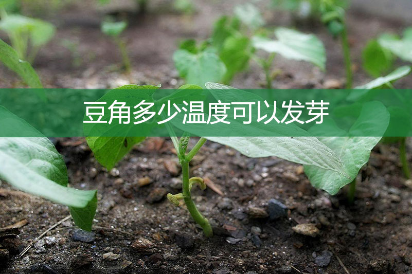 豆角多少溫度可以發芽?