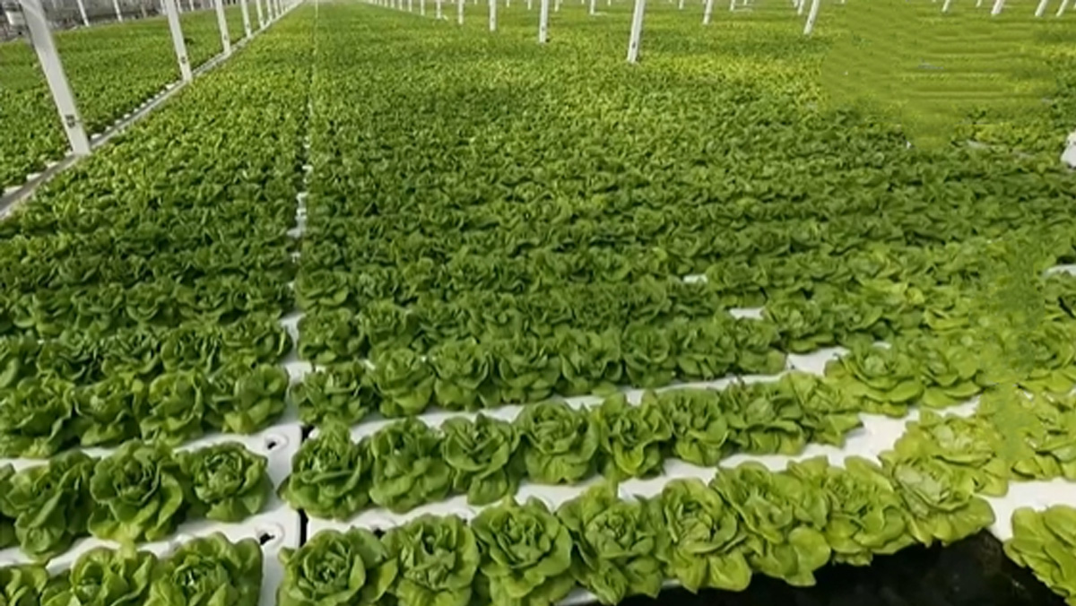 高效節水灌溉的三種主要模式