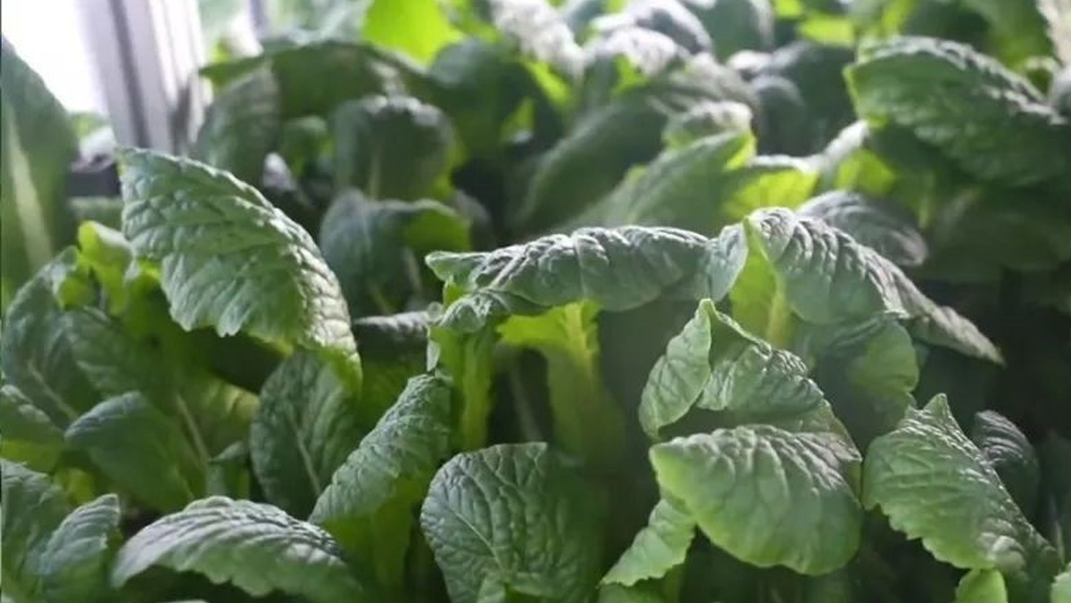 農事提醒 | 春茬蔬菜管理需放“緩”