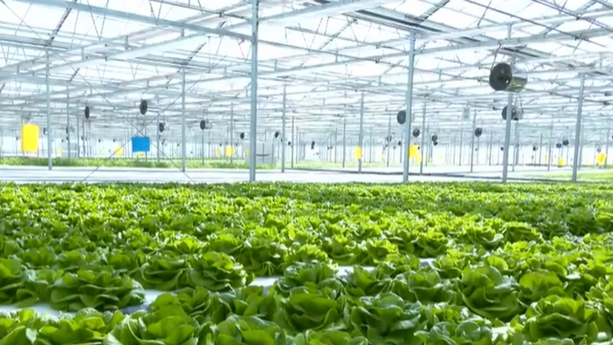 【政策解讀】高標(biāo)準(zhǔn)農(nóng)田建設(shè)或?qū)⒂瓉硗顿Y高潮