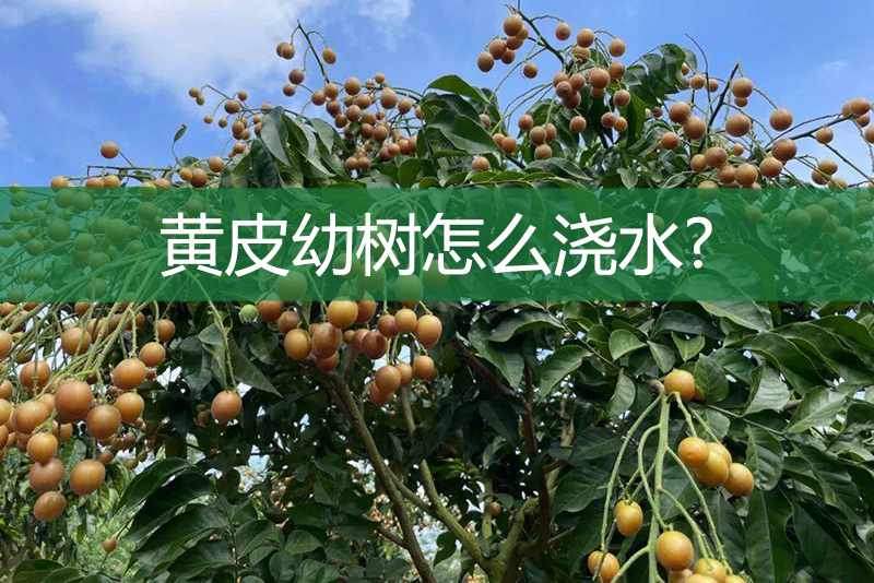 黃皮幼樹怎么澆水?