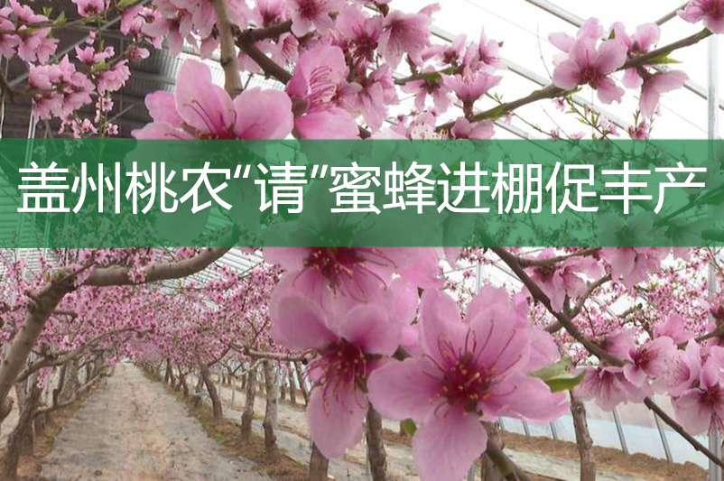 蓋州桃農“請”蜜蜂進棚促豐產