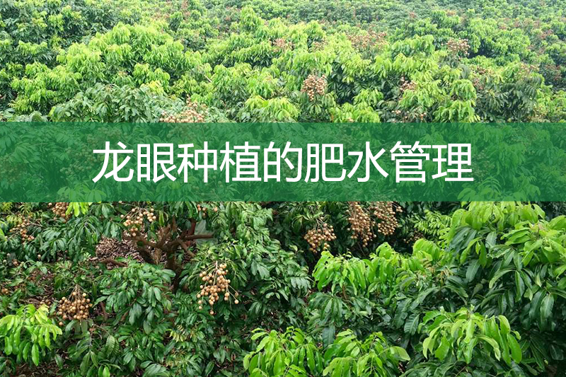 龍眼種植的肥水管理