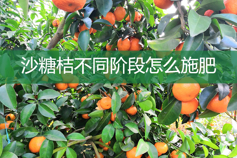 沙糖桔不同階段怎么施肥