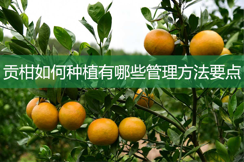 貢柑如何種植有哪些管理方法要點(diǎn)