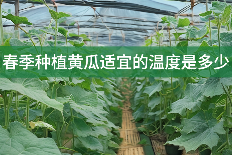 春季種植黃瓜適宜的溫度是多少