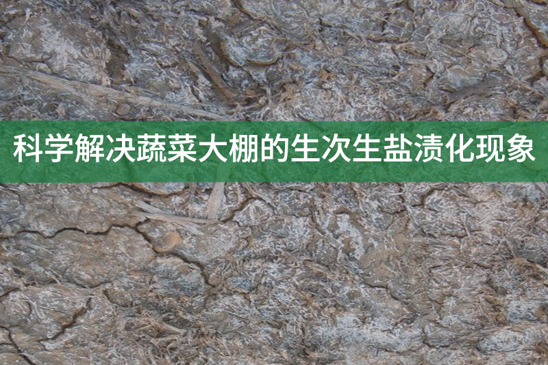 科學解決蔬菜大棚的生次生鹽漬化現象