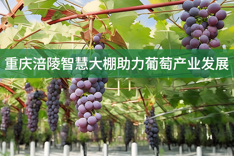 重慶涪陵智慧大棚助力葡萄產業發展