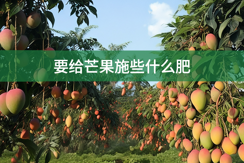 要給芒果施些什么肥