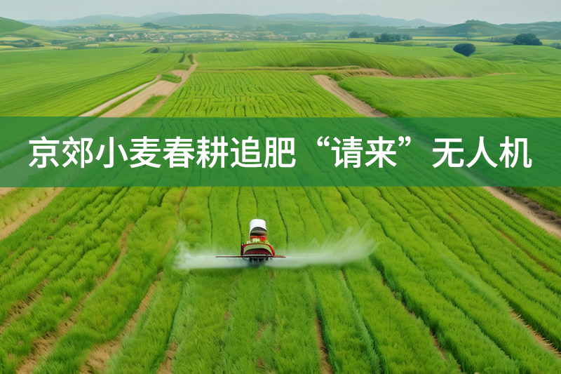 京郊小麥春耕追肥“請來”無人機