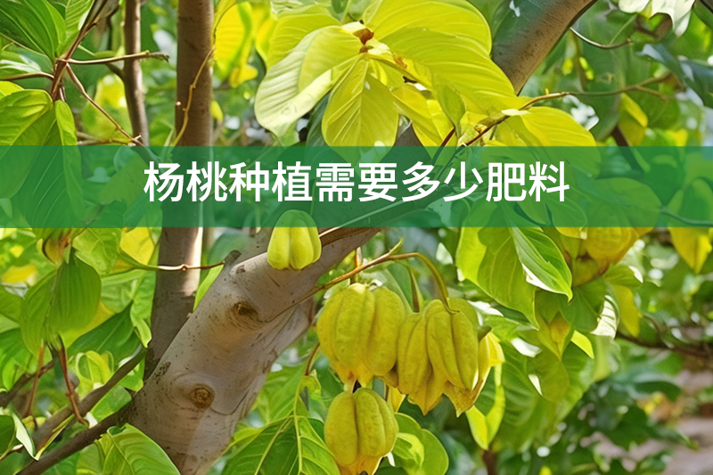 楊桃種植需要多少肥料?
