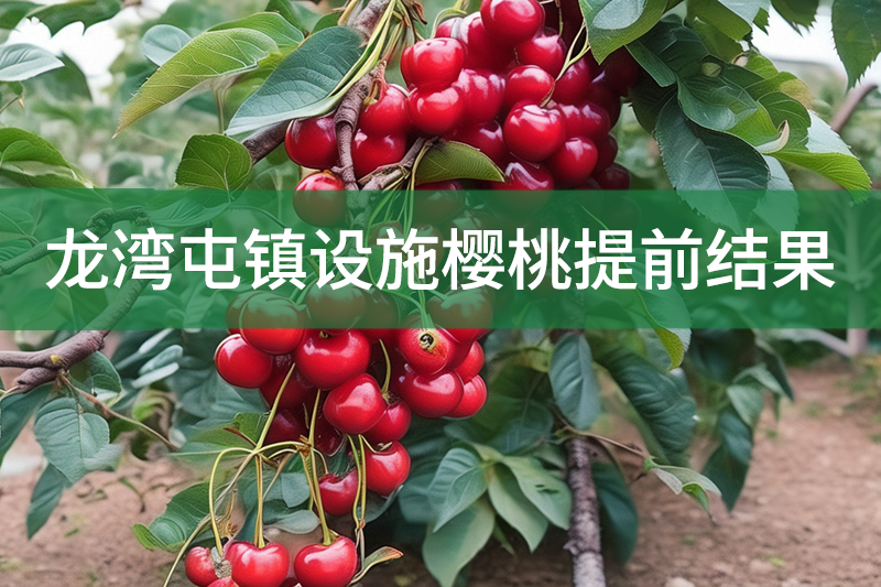 龍灣屯鎮設施櫻桃提前結果