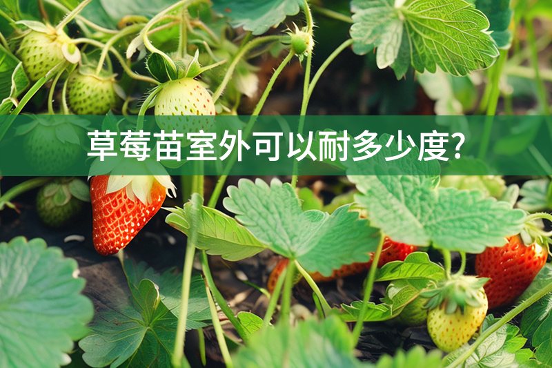 草莓苗室外可以耐多少度?
