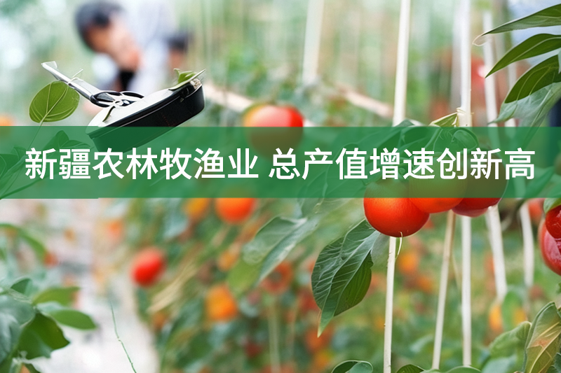 新疆農(nóng)林牧漁業(yè) 總產(chǎn)值增速創(chuàng)新高