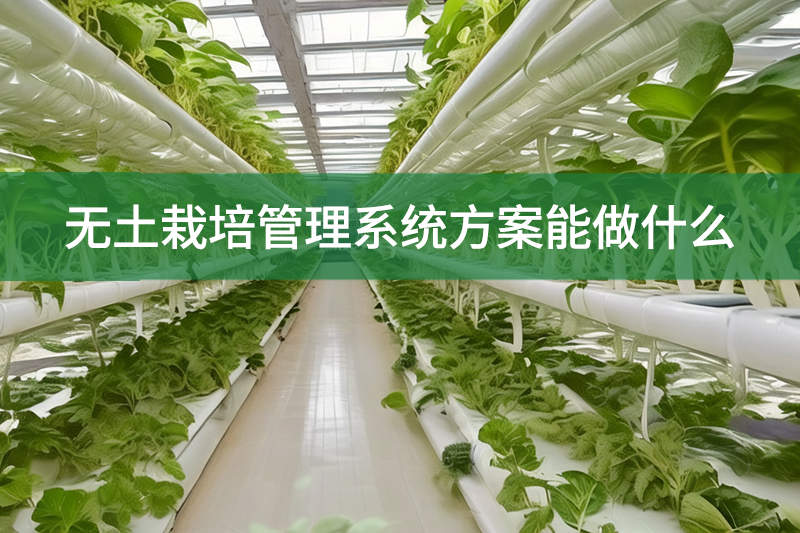 無土栽培管理系統(tǒng)方案能做什么