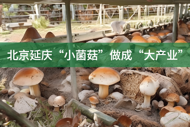 北京延慶“小菌菇”做成“大產業”