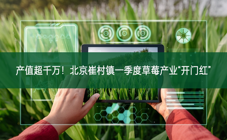 產(chǎn)值超千萬！北京崔村鎮(zhèn)一季度草莓產(chǎn)業(yè)“開門紅”