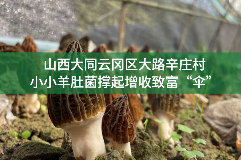 山西大同云岡區(qū)大路辛莊村小小羊肚菌撐起增收致富“傘”